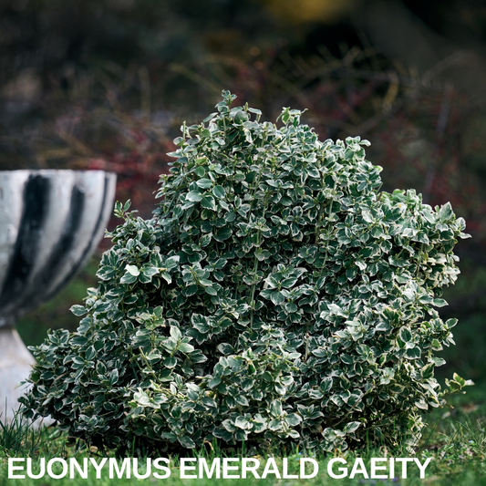Rounded evergreen bush with small green leaves edged creamy white, growing in grass by a stone urn, caption text overlaid