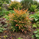 Nandina Gulf Stream Heavenly Bamboo Plant (3L Pot)