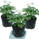 Delphinium Pacific Giants Galahad Plants (Set of 3 or 6)