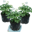 Set of 3 or 6 Delphinium Pacific Giants Galahad Hardy Perennial Plants, Tall Cottage Garden Flowers, Outdoor Garden Ready, 1 Litre Root-Ball