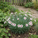 Dianthus Coconut Sundae Cottage Pinks Plants