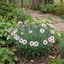 1 Dianthus Coconut Sundae Cottage Pinks Plant, Summer Flowering Perennial, 2Ltr Root Ball