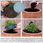 7 Colour Coordinated Plants - Effortless Chic Theme Speedplanter, Garden Ready