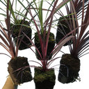 Cordyline Charlie Boy Plants (Set of 3 or 6)