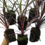 Set of 3 or 6 Large Plants - Cordyline Charlie Boy, Ready to Plant in Your Garden, Peat-Free