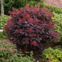 Cotinus Royal Purple Plant (3L Pot)