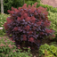 1 Large Plant - Cotinus Royal Purple, Ready to Plant in Your Garden, 3L Pot