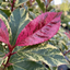 1 Large, Outdoor Garden Ready Plant - Photinia Pink Crispy, Peat Free 3L Pot