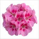 Geranium Pretty Little Pink Splash Plant (5L Pot)