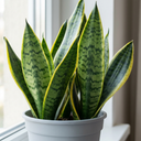Sansevieria Superba Snake Plants