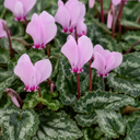 3 Hardy Cyclamen Hederifolium, Autumn Flowering, 9cm Pots