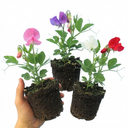 Set of 3 or 6 Large, Garden Ready Plants - Sweet Pea Spencer Mix, 10.5 cm Rootballs