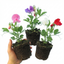 Set of 3 or 6 Large, Garden Ready Plants - Sweet Pea Spencer Mix, 10.5 cm Rootballs