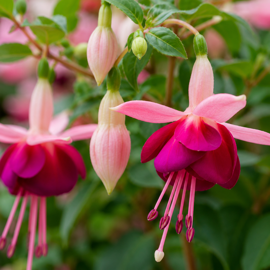 Fuchsia flowers with pale pink swept-back sepals and magenta skirts, long pink stamens, pink buds