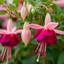 1 Large Plant - Fuchsia Bush Paula Jane, Outdoor Garden Ready, 5L Pot