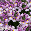 Nemesia Nuvo Pink Bicolour Plants (Set of 3 or 6)