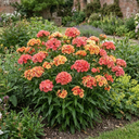 Dianthus Tequila Sunrise Plants