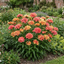 1 Dianthus Tequila Sunrise Plant, Fragrant Summer Flowering Perennial, Hardy Garden Ready, 5L Root Ball