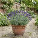 Lavender Hidcote Blue Plants