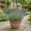 1 Lavender Hidcote Blue Plant, Fragrant Hardy Perennial Lavender Bush, Garden Ready, 5 Litre Root Ball