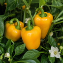 Sweet Pepper Plants
