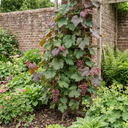 Vitis Strawberry Wine Grape Vine Plants