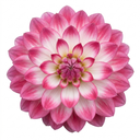 Dahlia Maggiore Fun Rose Bicolour Plant