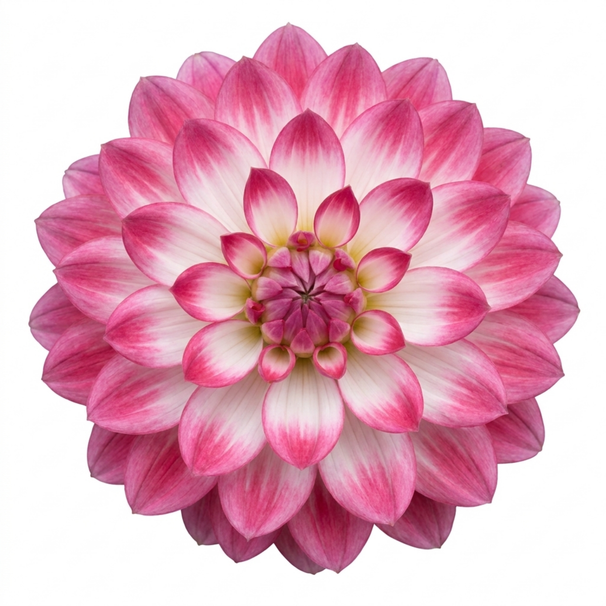 Dahlia 'Maggiore Fun Rose Bicolour' – Summer Flowering Perennial (3L Pot)