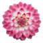 1 Large Plant - Dahlia Maggiore Fun Rose Bicolour, Ready to Plant in Your Garden