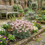 Set of 3 or 6 Saxifrage Ice Colours Appleblossom Plants, Hardy Alpine Rock Garden Perennial, Outdoor Garden Ready, 1 Litre Root-Ball