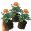 Set of 3 or 6 Ranunculus Vortex Orange Apricot Persian Buttercup Plants, Hardy Perennial, Spring Flowering, Outdoor Garden Ready, 1 Litre Root-Ball