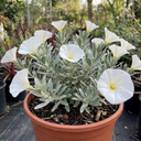 Convolvulus Cneorum Silver Bush Plants