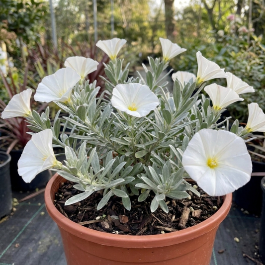 Compact silver-leaved bush with white trumpet flowers and yellow centres in a terracotta pot