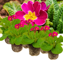 Polyanthus Stella Cherryade Plants (Set of 3 or 6)