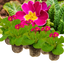 Set of 3 or 6 Large Plants - Polyanthus Stella Cherryade, Ready to Plant in Your Garden, 1L