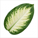 Dieffenbachia Camilla Dumb Cane Plants