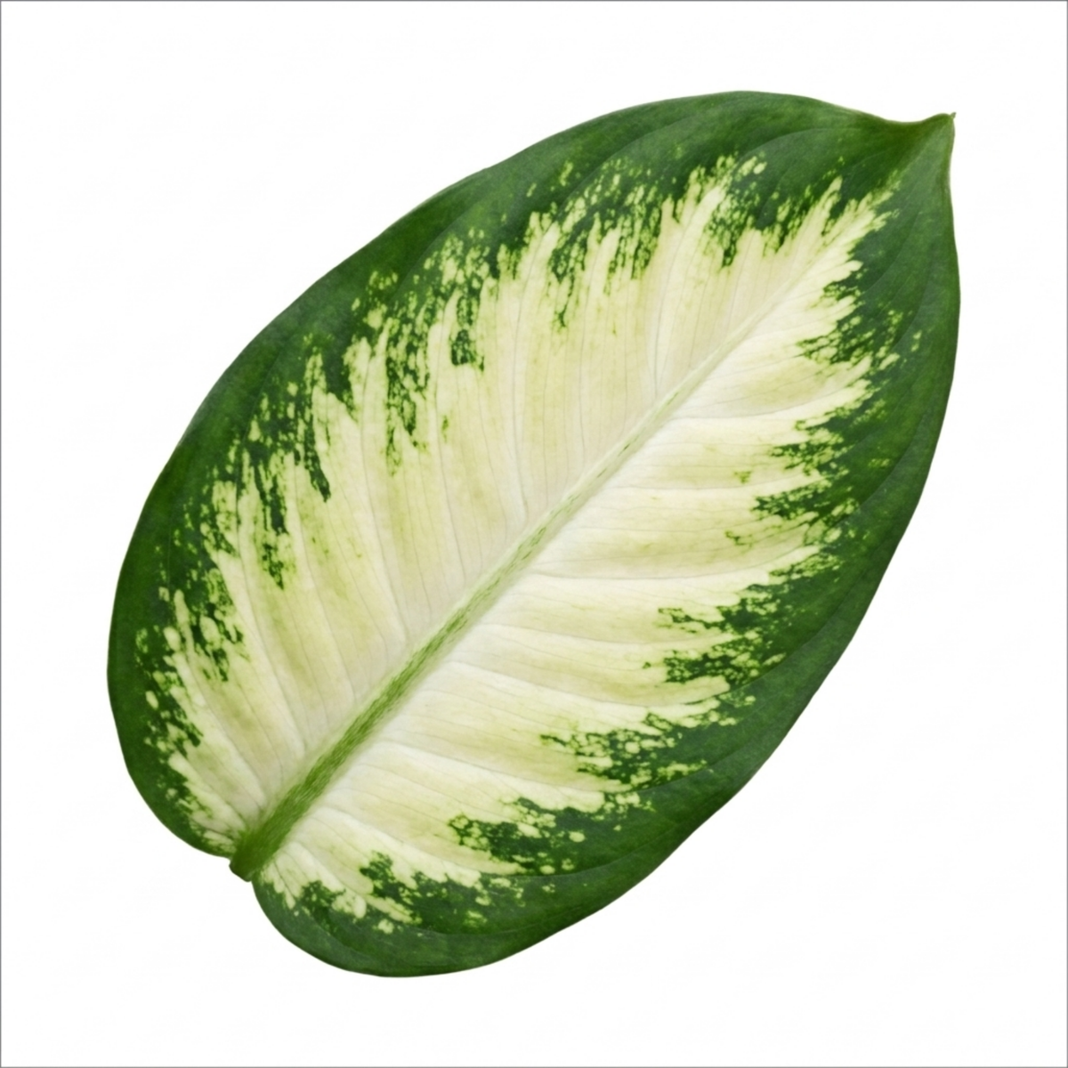Dieffenbachia 'Camilla' (Dumb Cane) – Variegated Houseplant (3L Pot)
