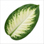 1 Dieffenbachia Camilla Dumb Cane Houseplant, Low Maintenance Air Purifying Indoor Plant, 3Ltr Root Ball