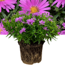 Alpha Light Pink Plant (2L Pot)