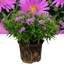 1 Large Aster Plant - Alpha Light Pink, Ready to Plant in Your Garden, 2L