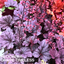 Heuchera Grape Timless