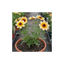 1 Coreopsis Solar Fancy Hardy Perennial Plant, Bee Friendly Summer Flowering, 3 Litre Root-Ball