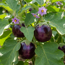 Grow Your Own Aubergine Meatball Plants (Set of 3 or 6)