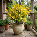 Ligustrum Aureum Golden Privet Hedge Plants