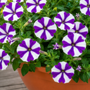 Petunia Shortcake Blueberry Live Plants