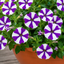 1 Petunia Shortcake Blueberry Live Flowering Plant, Outdoor Summer Garden Ready, 21cm Root Ball