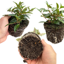Set of 3 or 6 Large, Outdoor Garden Ready Plants - Fuchsia Bella Evita (Red & White)