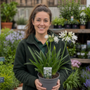 Agapanthus Northern Star Plant (2L Pot)