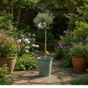 3L Olive Tree Plant, 80-100cm, Mediterranean Nursery Pots