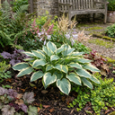 First Frost Plantain Lily Plants (Set of 3 or 6)